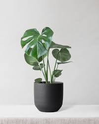 Monstera Deliciosa / Swiss cheese Plant - PlantmartUAE.com