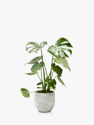 Monstera Deliciosa / Swiss cheese Plant - PlantmartUAE.com