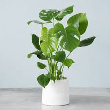 Monstera Deliciosa / Swiss cheese Plant - PlantmartUAE.com