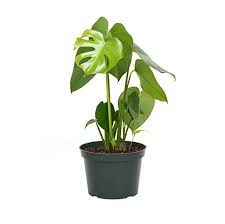 Monstera Deliciosa / Swiss cheese Plant - PlantmartUAE.com