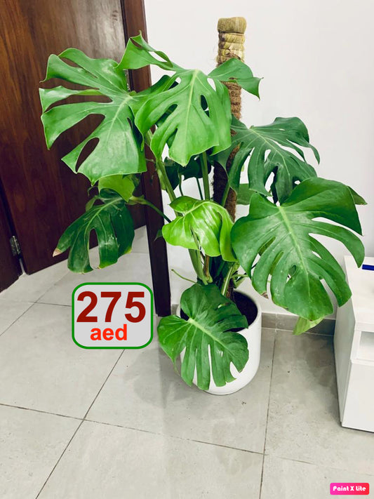 Large Monstera in Ceramic Pot - PlantmartUAE.com