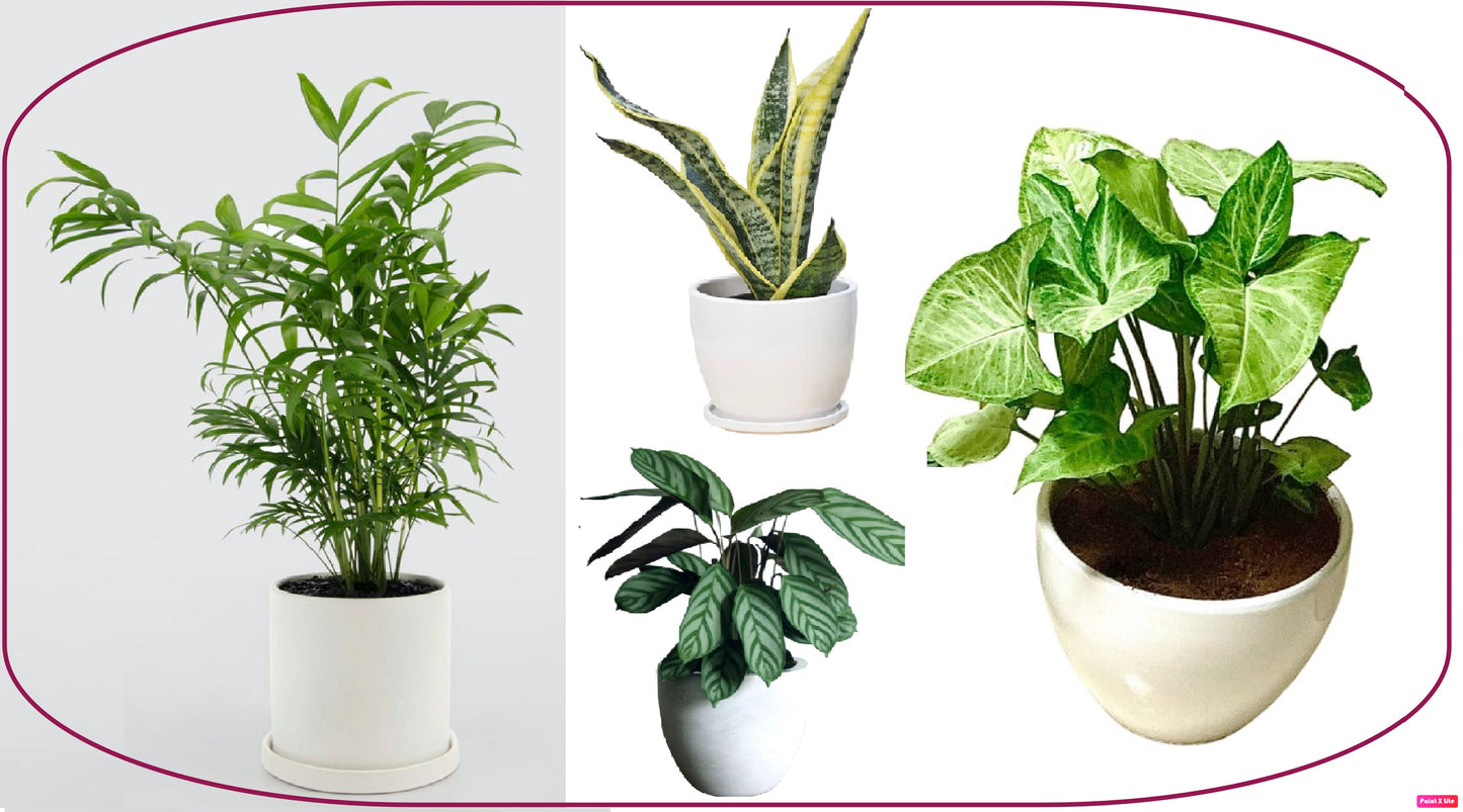 OFFER: 99aed for 4 plants - CERAMIC pots - PlantmartUAE.com