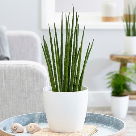 Sansevieria Bacularis Mikado - Snake Plant - PlantmartUAE.com