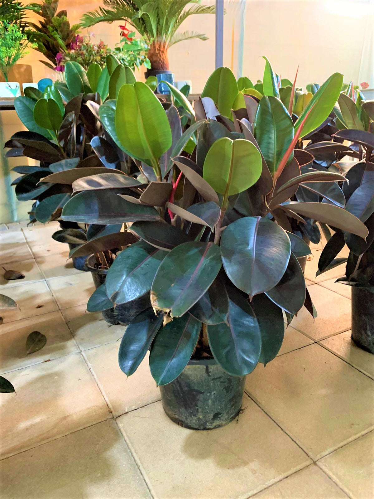 Rubber plant 3PP 80cm-100cm - PlantmartUAE.com