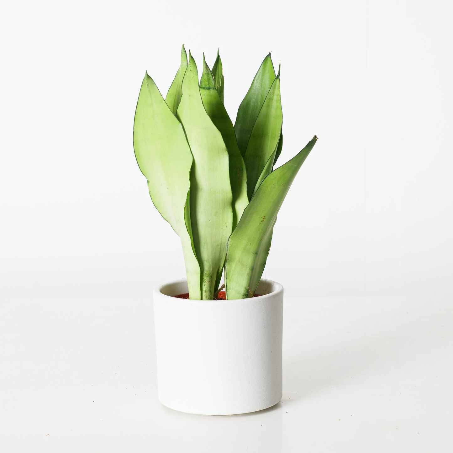 Sansevieria Trifasciata Moonshine - Snake Plant - PlantmartUAE.com