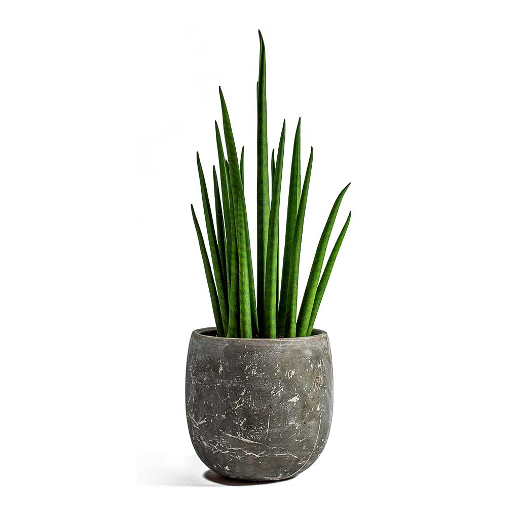 Sansevieria Bacularis Mikado - Snake Plant - PlantmartUAE.com