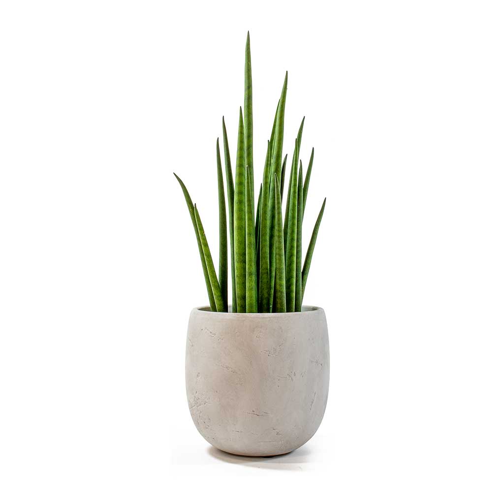 Sansevieria Bacularis Mikado - Snake Plant - PlantmartUAE.com