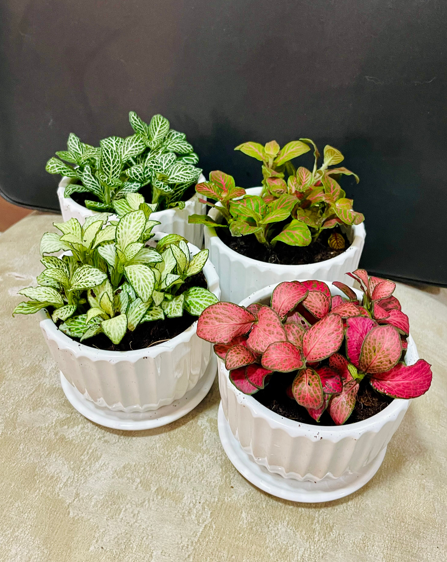 Fittonia, Nerve or Mosaic Plant 5-10cm Spread