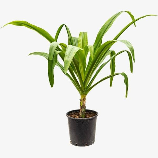 Spider Lily 50cm - 60cm | Outdoor plant | Giant Crinum Lily or Seashore lily or Crinum Asiaticum | Best Online Plant Shop | PlantMartUAE.com
