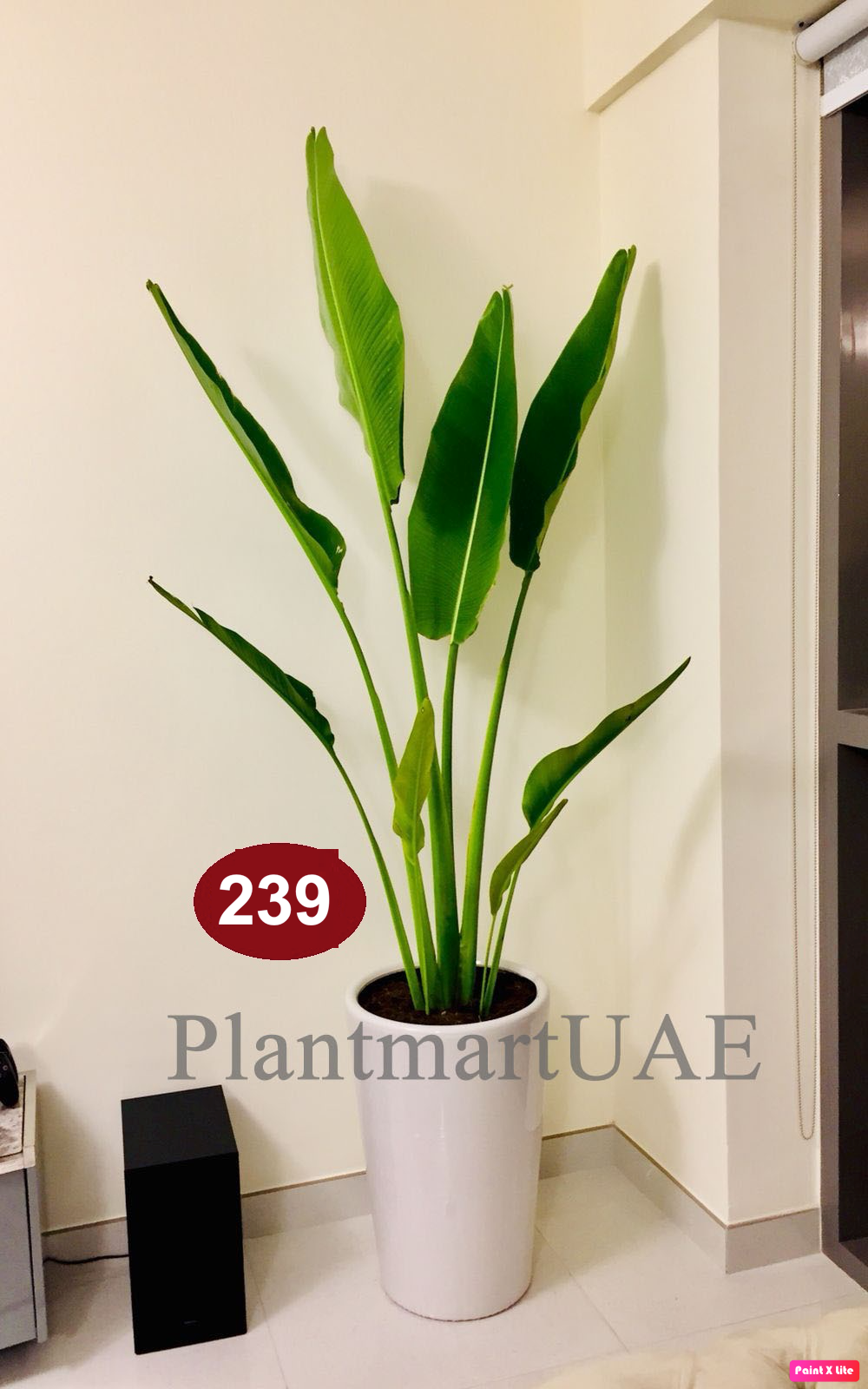 Travelers Palm (Large) 1.5mtr - CERAMIC POT indoor plant