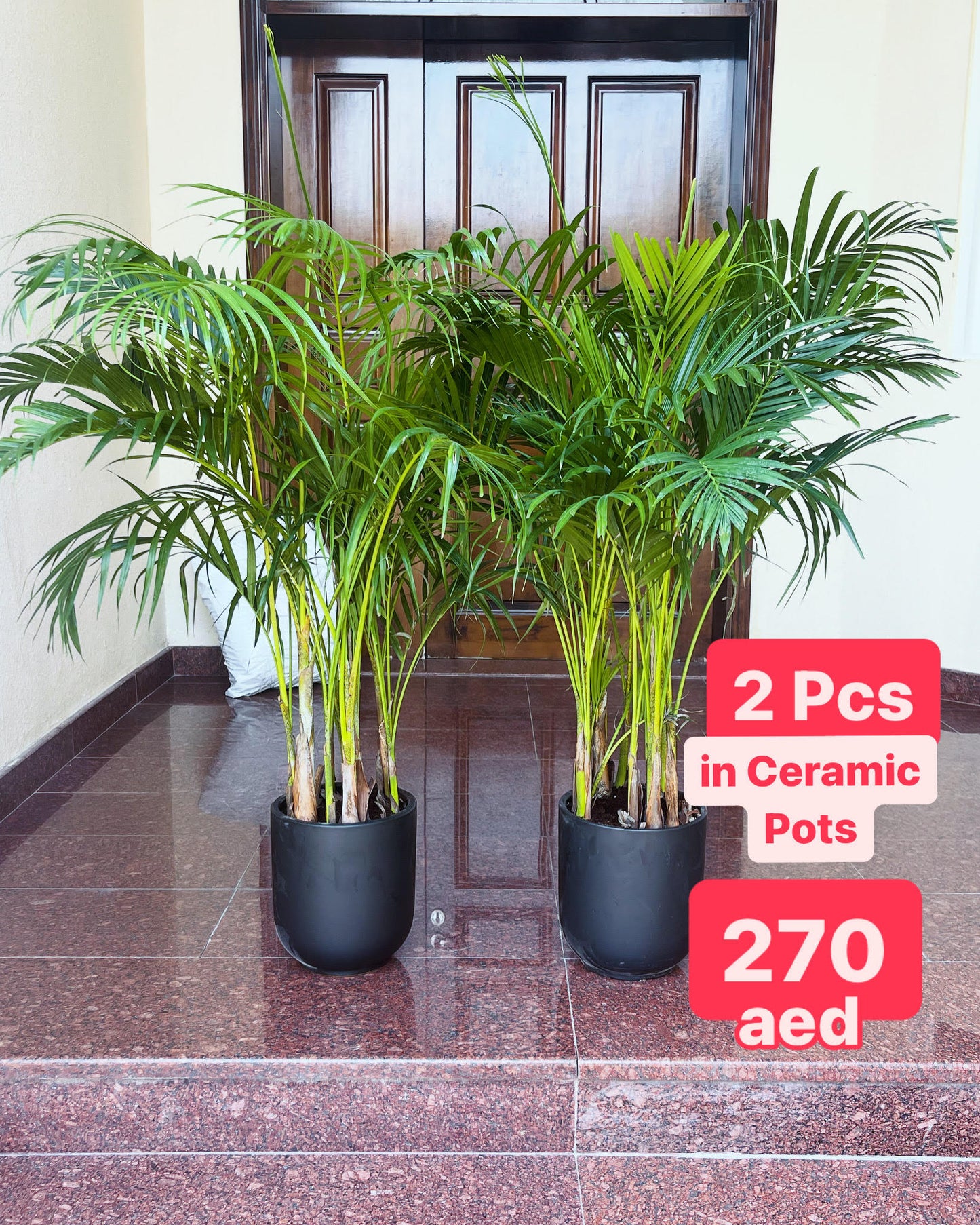 2pcs Potted Areca Palm Indoor (140cm-150cm) in CERAMIC Pot | Chrysalidocarpus lutescens | indoor plant | Best Online Plants | PlantMartUAE.com