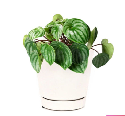 Peperomia argyreia - Watermelon Peperomia - PlantmartUAE.com