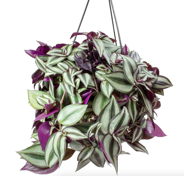 Tradescantia Zebrina Purpusii - PlantmartUAE.com