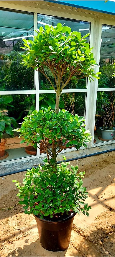 Ficus panda 3 head/tier  170cm-190cm - PlantmartUAE.com