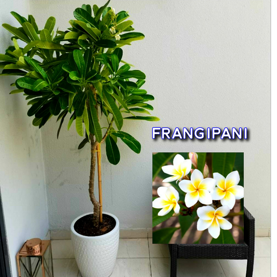 Plumeria Obtusa “Frangipani with ceramic pot - PlantmartUAE.com