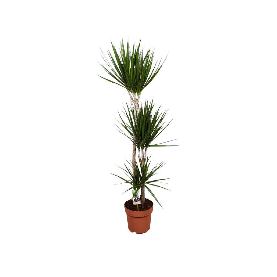 Dracaena Marginata 2pps 80cm - 100cm - PlantmartUAE.com