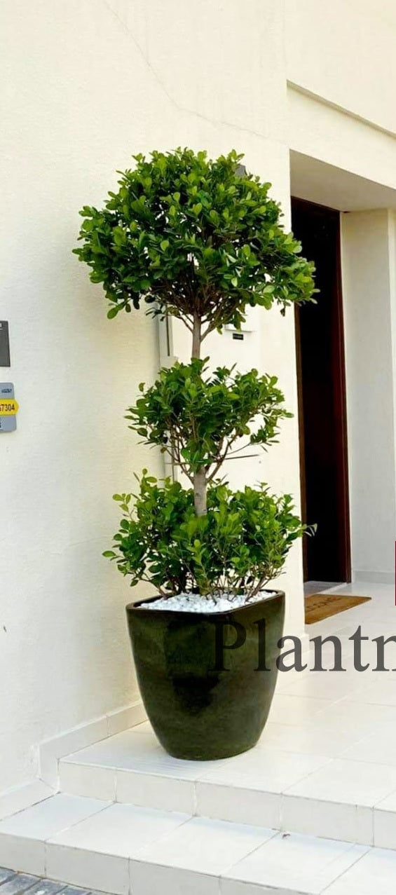 Ficus panda XL 3 head with ceramic pot - PlantmartUAE.com