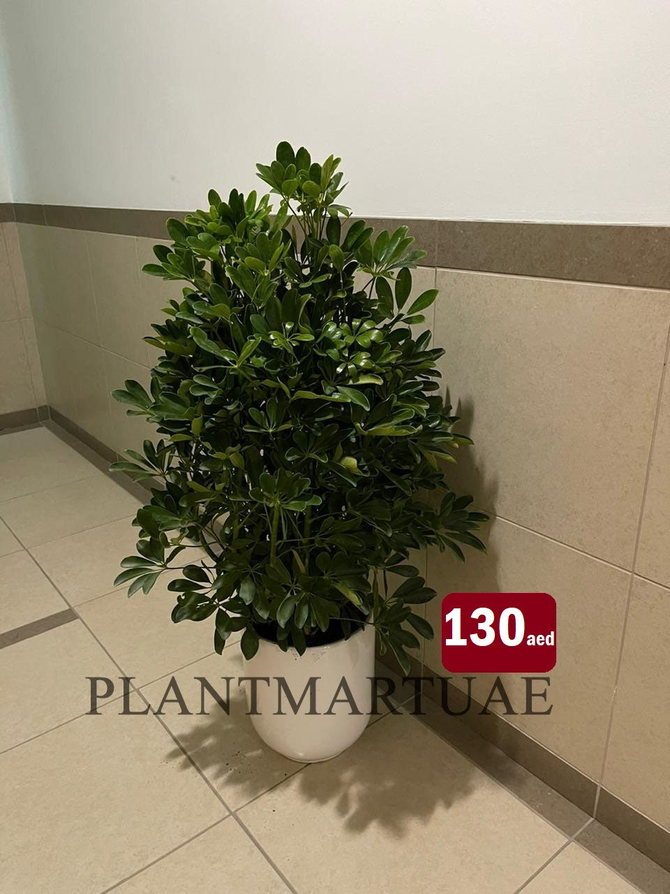 Schefflera Arboricola/5 fingers - CERAMIC pot - PlantmartUAE.com