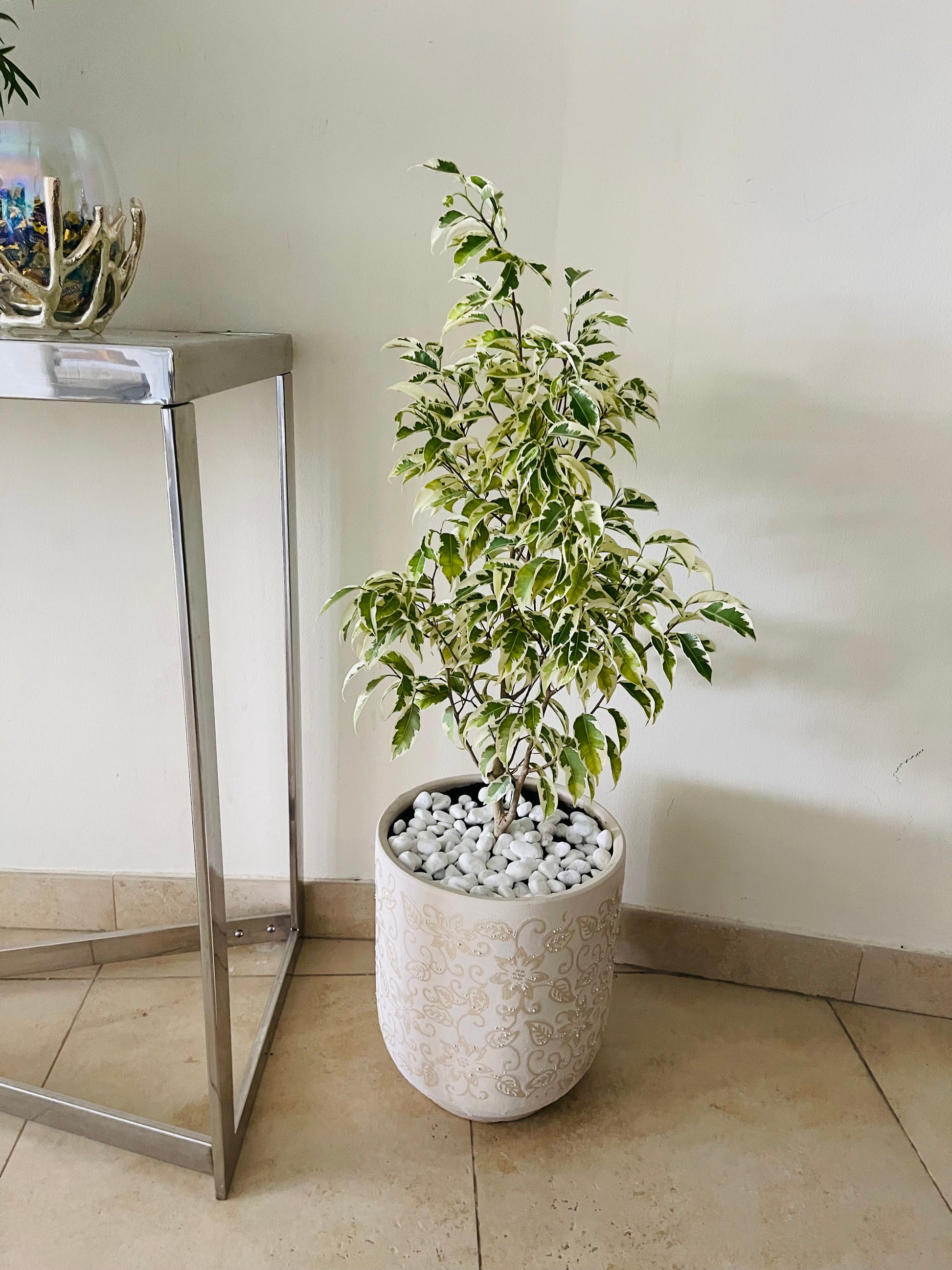 Ficus Benjamina Variegated-CERAMIC pot - PlantmartUAE.com