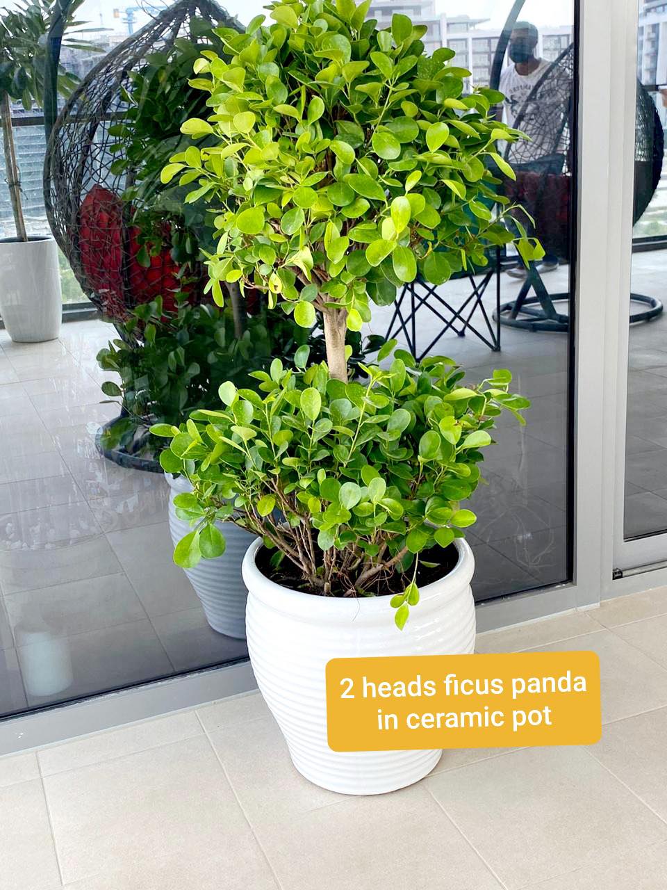 Ficus panda 2 tier CERAMIC POT(L) - PlantmartUAE.com