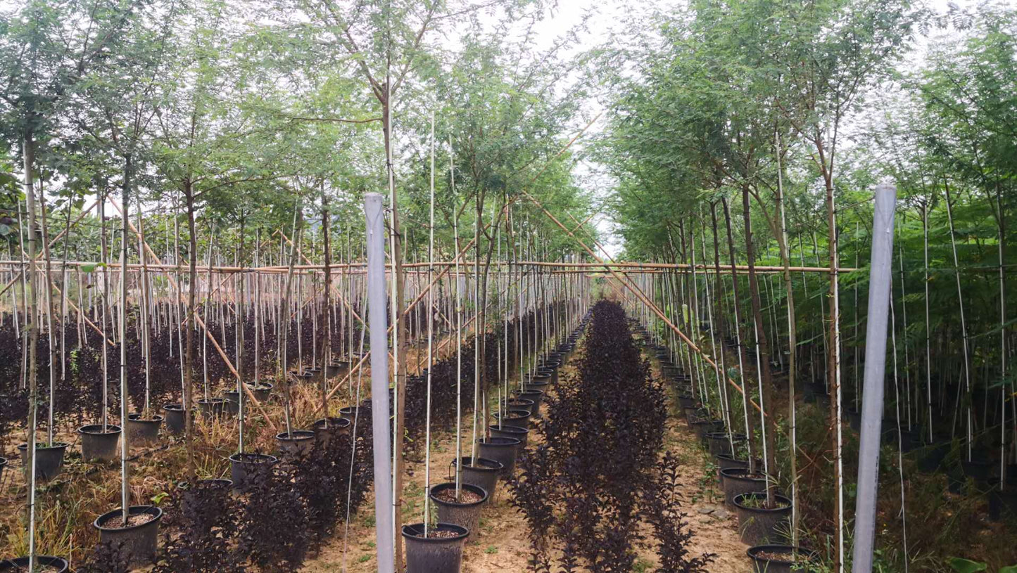 Acacia Arabica 1.5m - 2.0m - PlantmartUAE.com