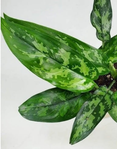 Aglaonema Maria 30cm -Aglaonema Maria, Aglaonema Emerald Beauty, Chinese Evergreen, Arum Plant - PlantmartUAE.com