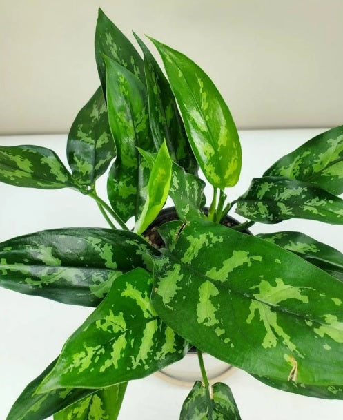 Aglaonema Maria 30cm -Aglaonema Maria, Aglaonema Emerald Beauty, Chinese Evergreen, Arum Plant - PlantmartUAE.com