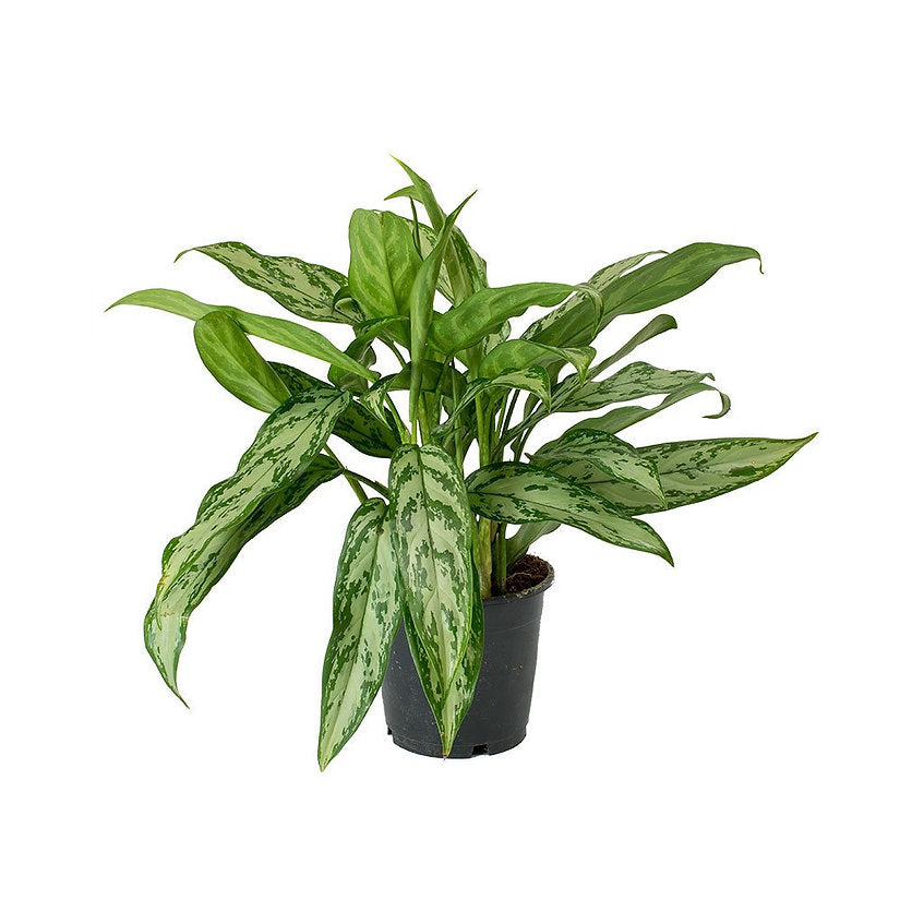 Aglaonema Silver Queen 30cm-40cm - PlantmartUAE.com