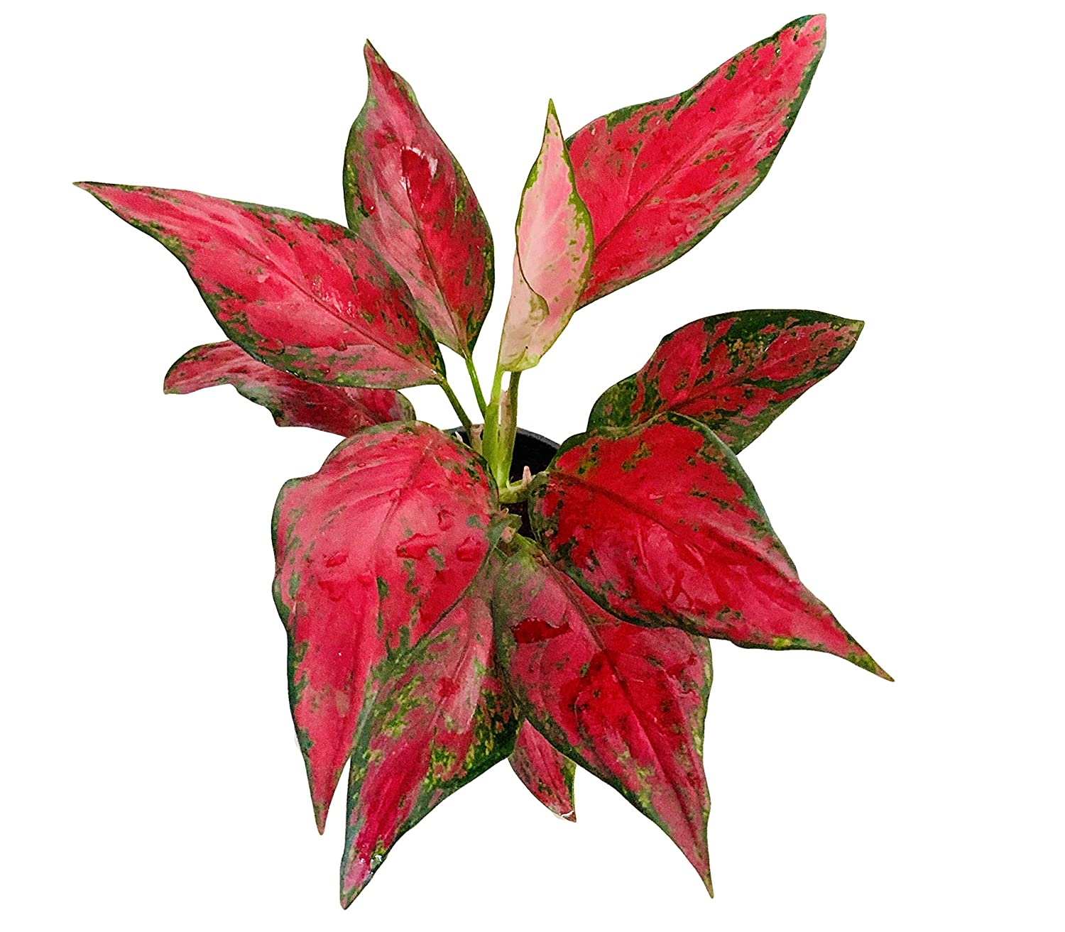 Aglaonema Red 20cm-30cm/ CERAMIC POT - PlantmartUAE.com