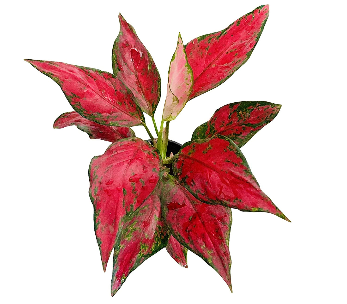 Aglaonema Red Anjaman 20cm-30cm - PlantmartUAE.com