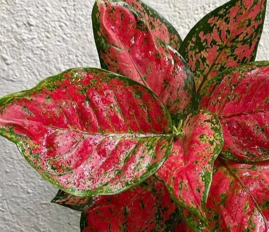 Aglaonema Red Anjaman 20cm-30cm - PlantmartUAE.com