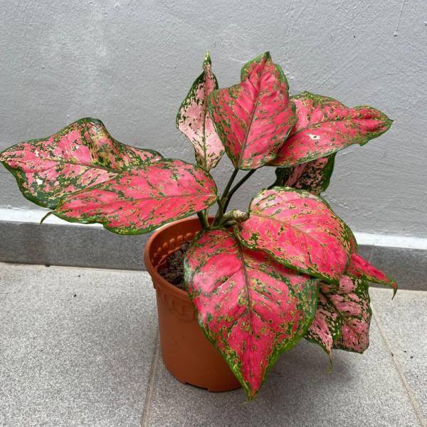 Aglaonema Red Anjaman 20cm-30cm - PlantmartUAE.com