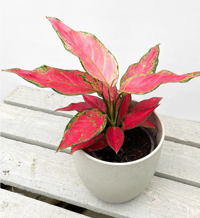 Aglaonema Red 20cm-30cm/ CERAMIC POT - PlantmartUAE.com