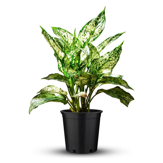 Aglaonema snow white/Nursery pot 20-30cm - PlantmartUAE.com