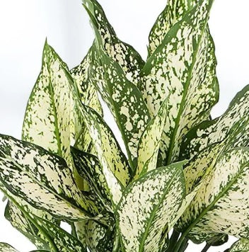 Aglaonema snow white 20-30cm/CERAMIC POT - PlantmartUAE.com