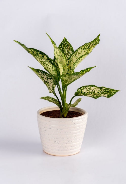 Aglaonema snow white 20-30cm/CERAMIC POT - PlantmartUAE.com