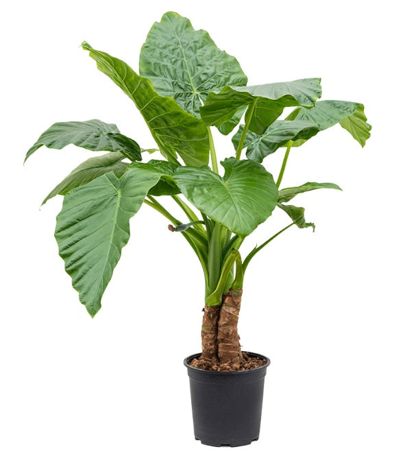 Alocasia Macrorrhiza XL/Nursery pot 150cm-170cm - PlantmartUAE.com