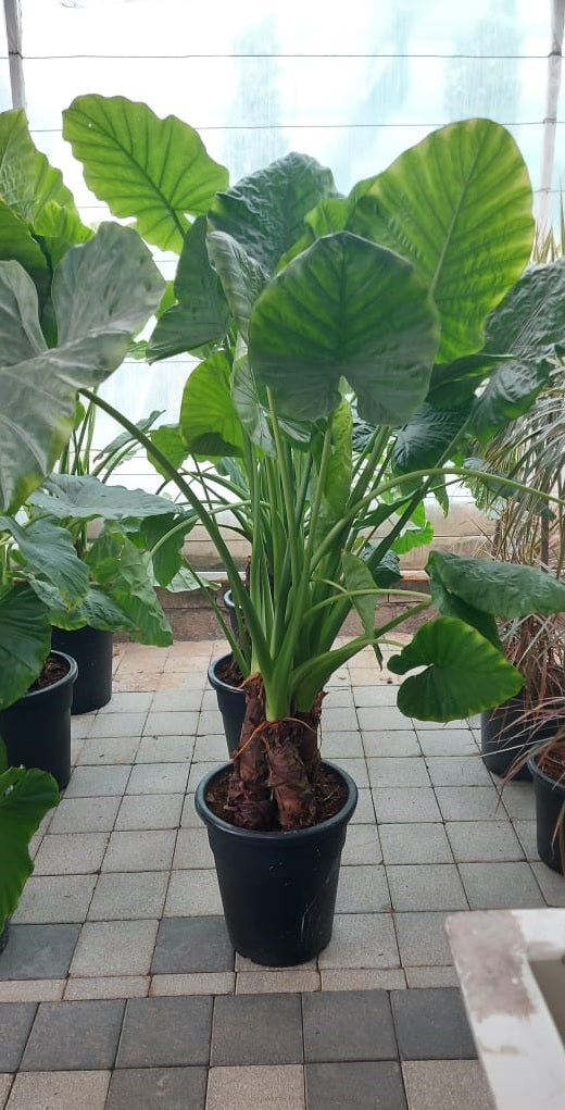 Alocasia Macrorrhiza XL/Nursery pot 150cm-170cm - PlantmartUAE.com