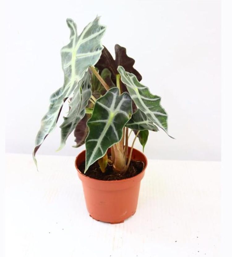 Alocasia amazonica Polly - Elephant Ear 30cm-35cm - PlantmartUAE.com