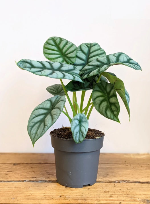 Alocasia silver dragon-20cm-30cm - PlantmartUAE.com