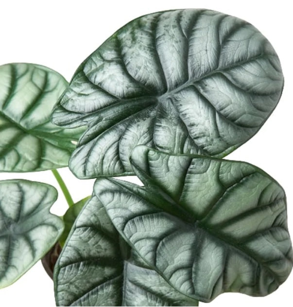 Alocasia silver dragon-20cm-30cm - PlantmartUAE.com