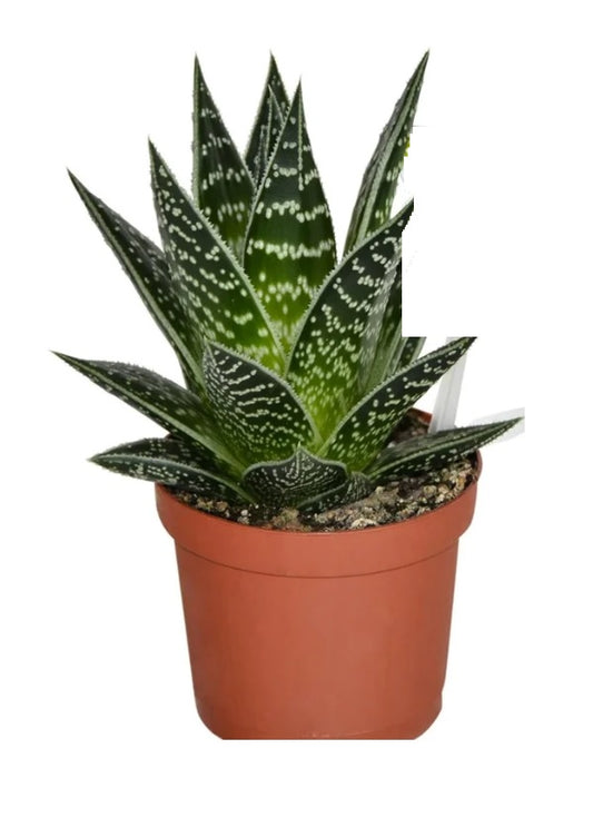 Aloe Aristata-15cm-20cm - PlantmartUAE.com