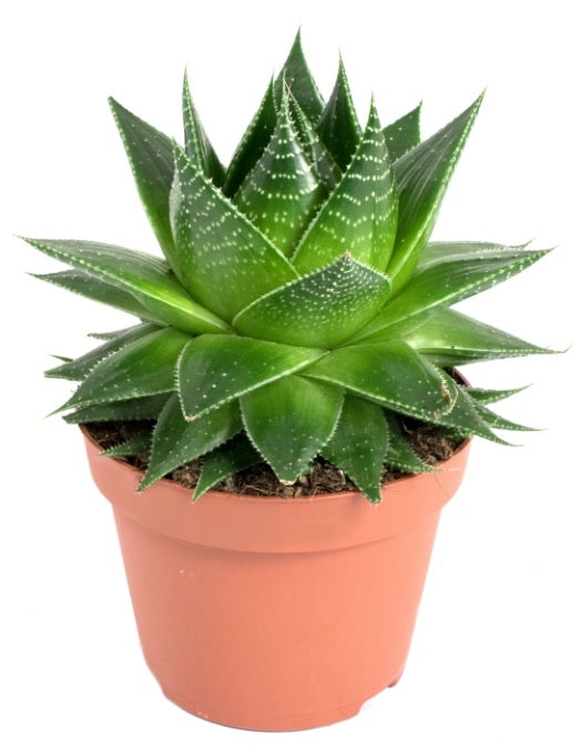 Aloe Cosmo -15cm-20cm - PlantmartUAE.com