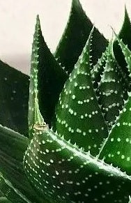 Aloe Cosmo -15cm-20cm - PlantmartUAE.com