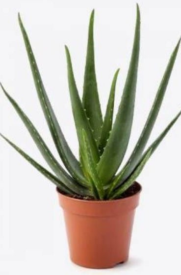 Aloe Vera Outdoor 30cm-40cm - PlantmartUAE.com