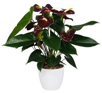 Anthurium Chocolate 40cm-50cm - PlantmartUAE.com