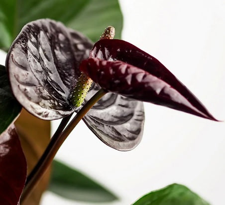 Anthurium Chocolate 40cm-50cm - PlantmartUAE.com