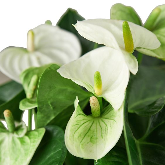 Anthurium White 40cm-50cm/ plastic pot - PlantmartUAE.com