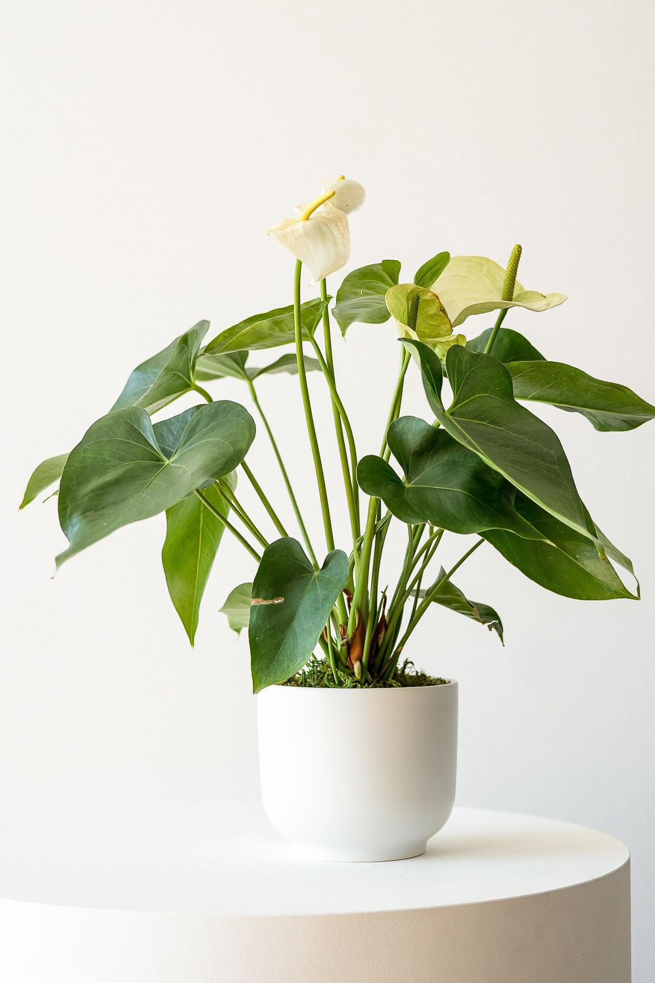 Anthurium White 40cm-50cm/CERAMIC pot - PlantmartUAE.com