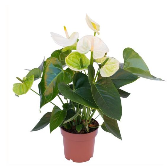 Anthurium White 40cm-50cm/ plastic pot - PlantmartUAE.com